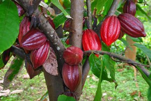 cocoa tree